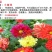 小丽花种子花卉种子发芽快6-8斤/亩