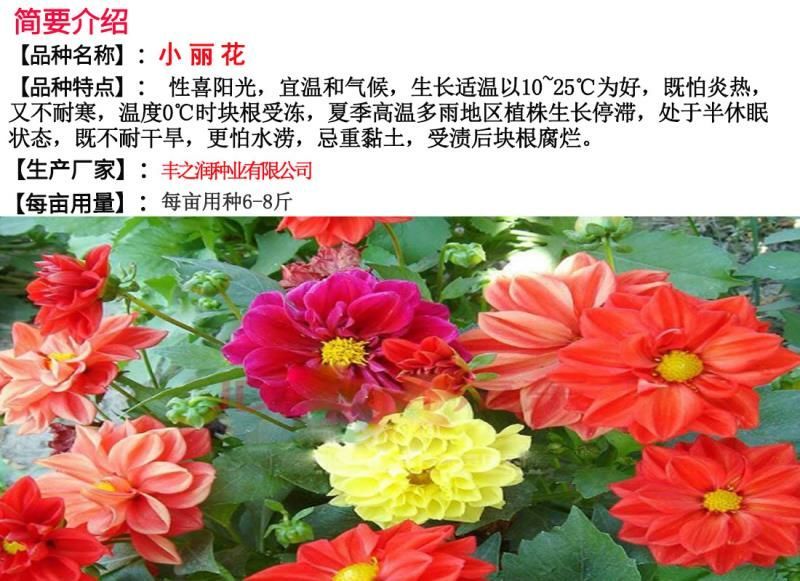 小丽花种子花卉种子发芽快6-8斤/亩