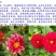 小丽花种子花卉种子发芽快6-8斤/亩