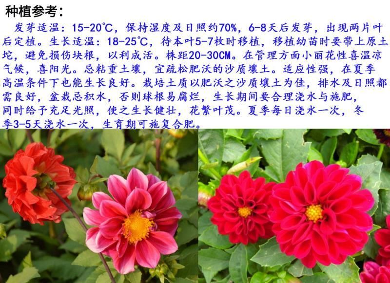 小丽花种子花卉种子发芽快6-8斤/亩