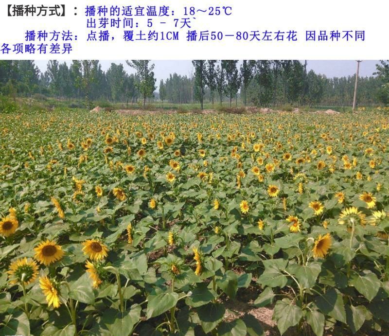 油葵种子向日葵种子发芽快产量高2－3斤/亩