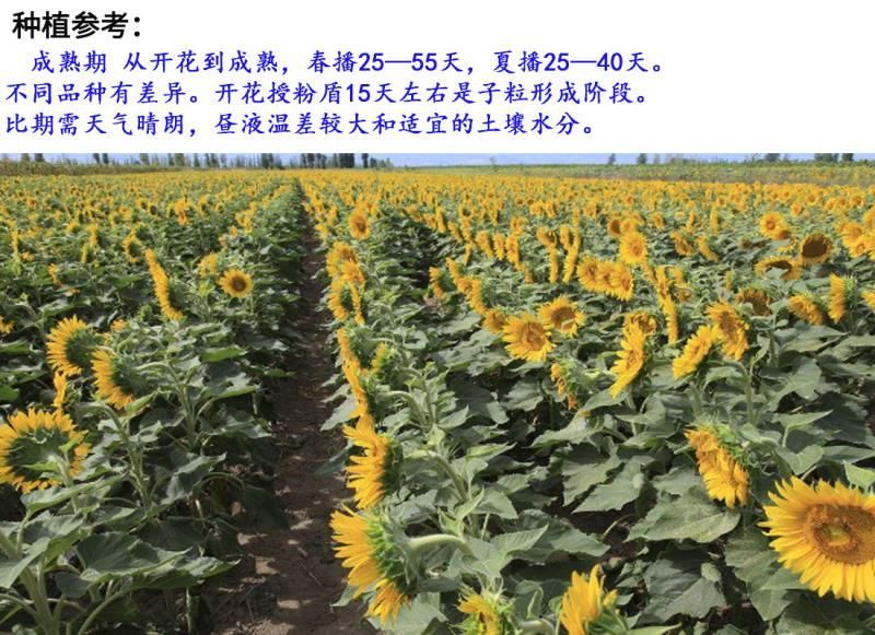 油葵种子向日葵种子发芽快产量高2－3斤/亩