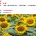 油葵种子向日葵种子发芽快产量高2－3斤/亩