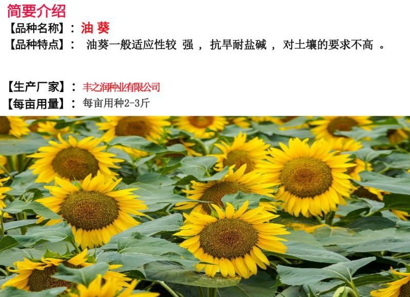 油葵种子向日葵种子发芽快产量高2－3斤/亩