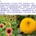 观赏性向日葵种子向日葵种子2－3斤/亩