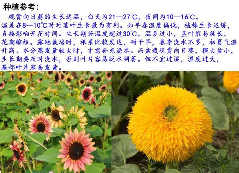 观赏性向日葵种子向日葵种子2－3斤/亩