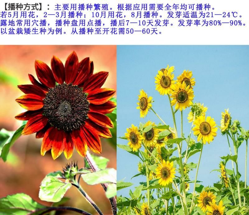 观赏性向日葵种子向日葵种子2－3斤/亩