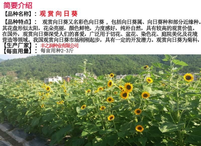 观赏性向日葵种子向日葵种子2－3斤/亩