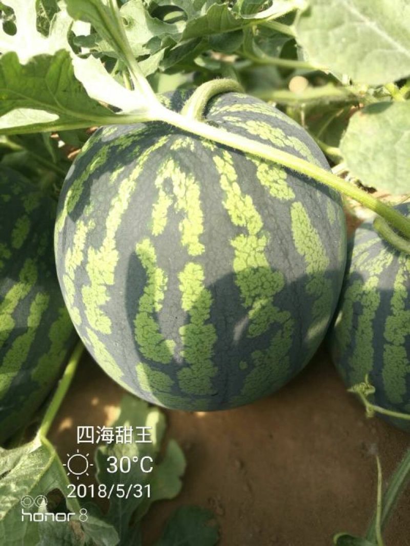 西瓜
