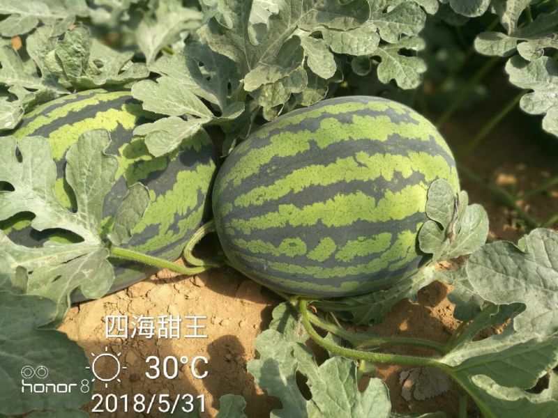 西瓜