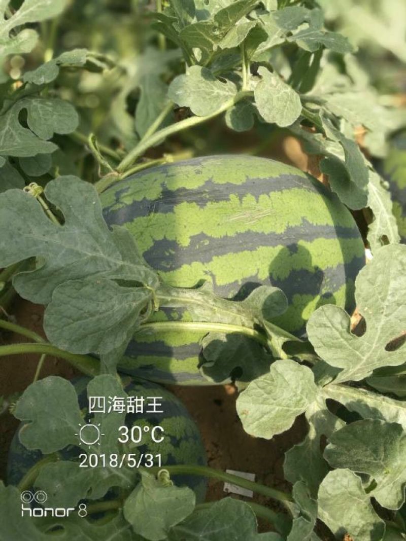 西瓜