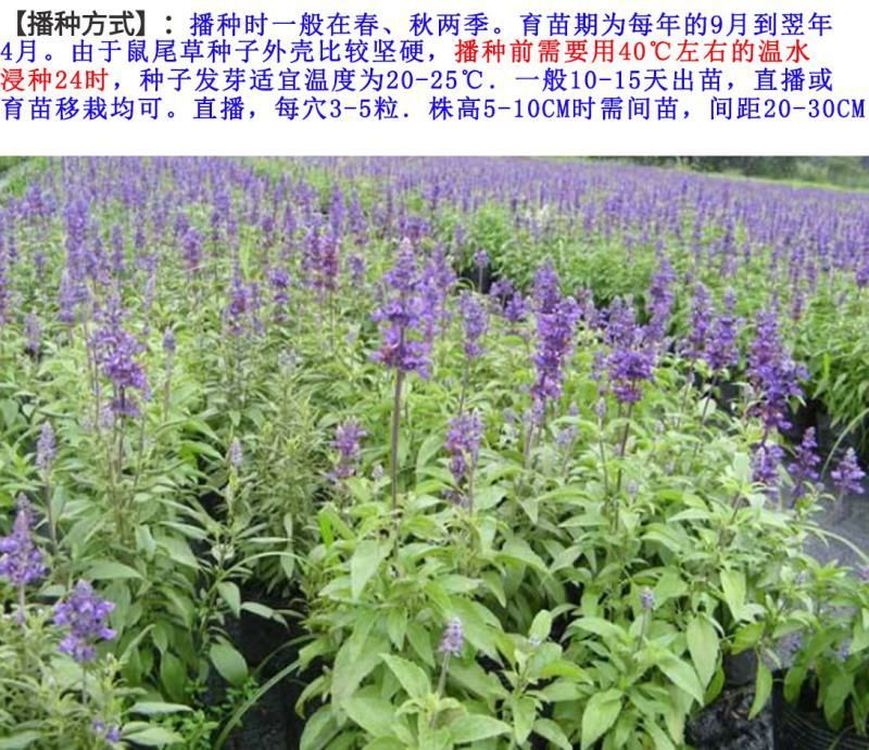 鼠尾草种子花卉种子发芽快芽率高实力打造花海景观