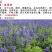 鼠尾草种子花卉种子发芽快芽率高实力打造花海景观