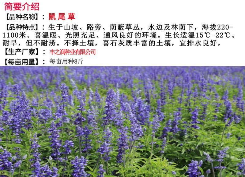 鼠尾草种子花卉种子发芽快芽率高实力打造花海景观