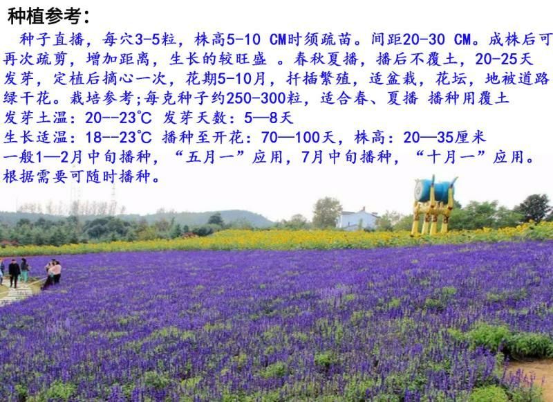 鼠尾草种子花卉种子发芽快芽率高实力打造花海景观