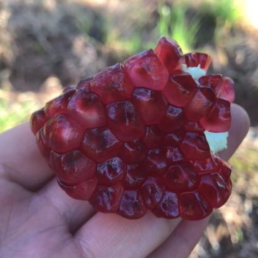 突尼斯软籽石榴3两~5两