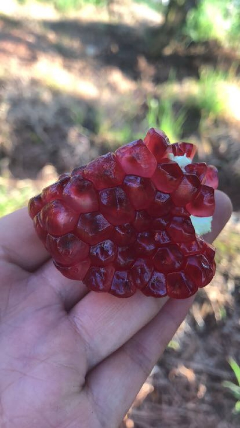 突尼斯软籽石榴3两~5两