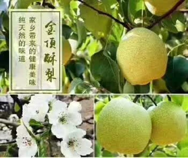 花生，酥梨上市了
