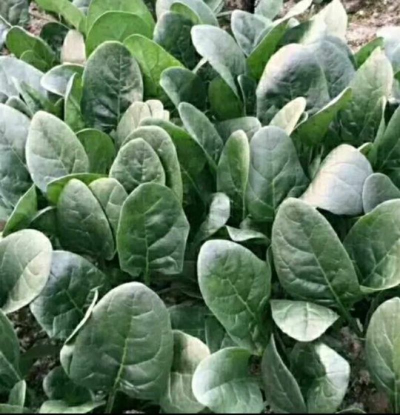 菠菜种子