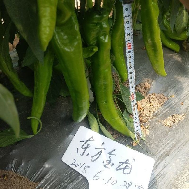 辣椒种子