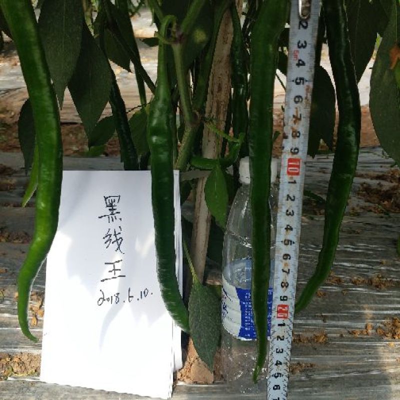 辣椒种子