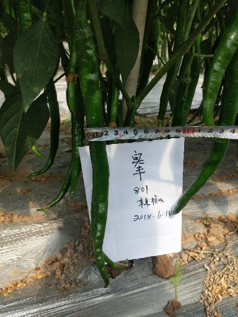 辣椒种子