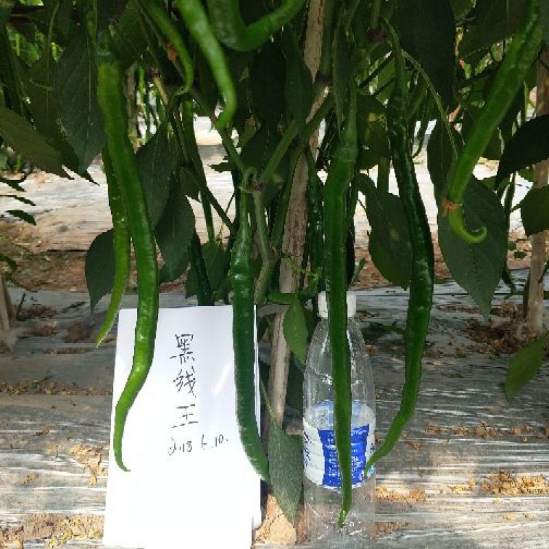 辣椒种子