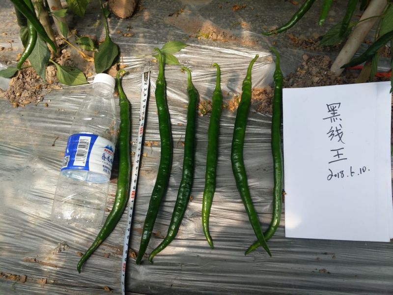 辣椒种子
