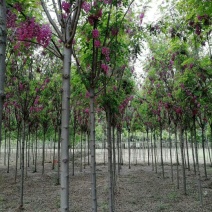 香花槐原生香花槐嫁接香花槐诚信供应各种绿化苗木