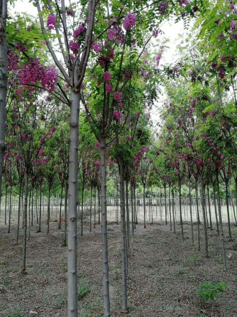 香花槐原生香花槐嫁接香花槐诚信供应各种绿化苗木