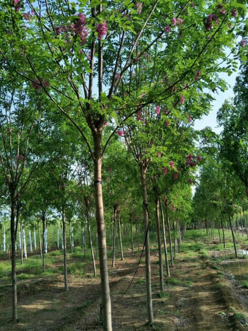 香花槐原生香花槐嫁接香花槐诚信供应各种绿化苗木