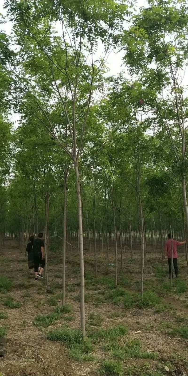 香花槐原生香花槐嫁接香花槐诚信供应各种绿化苗木