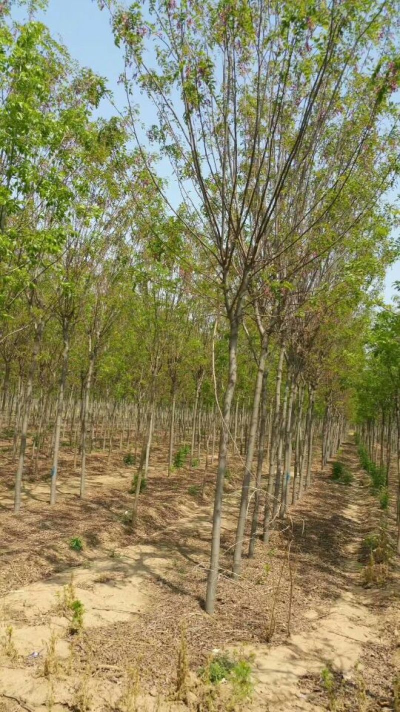 香花槐原生香花槐嫁接香花槐诚信供应各种绿化苗木