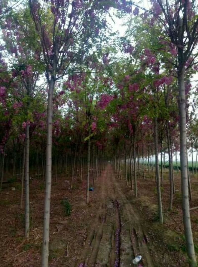 香花槐原生香花槐嫁接香花槐诚信供应各种绿化苗木