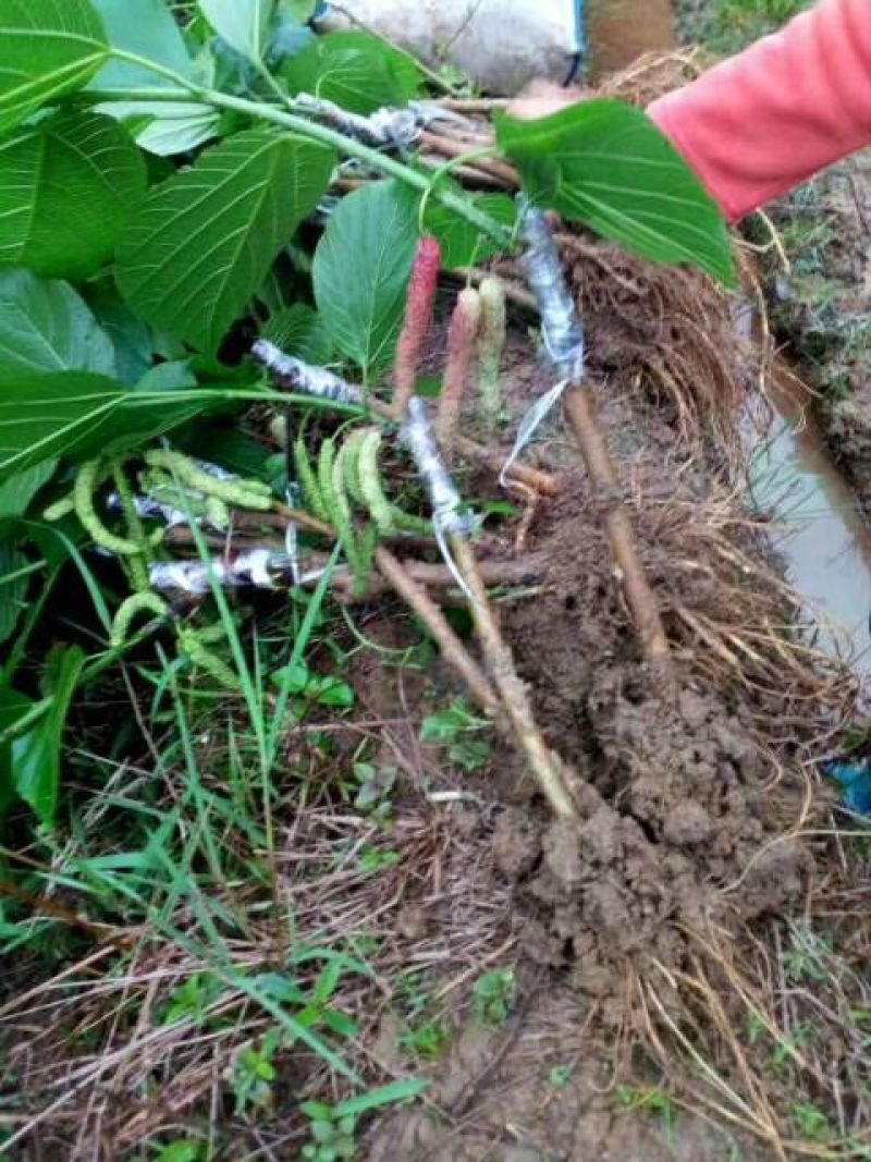 长果桑苗四季长果桑树苗台湾大十果桑苗果桑树苗黑珍珠果桑
