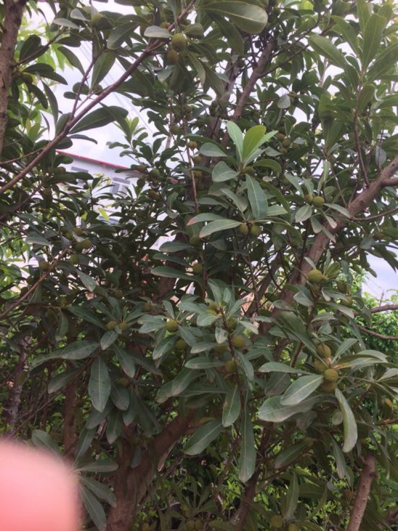 杨梅树苗嫁接荸荠、东魁杨梅苗