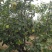 酥梨