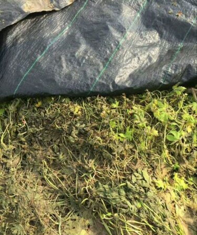 除草布防草布