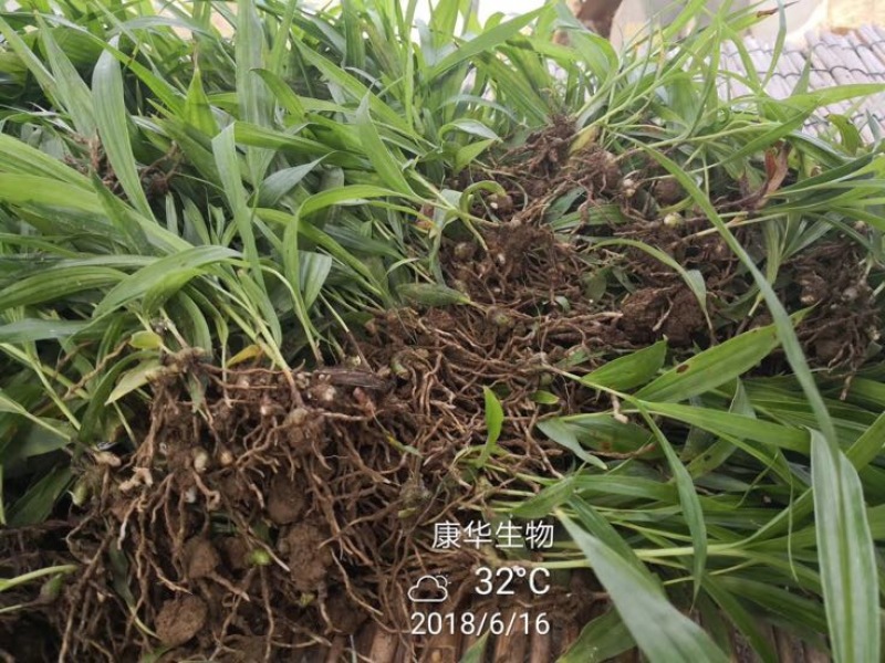 白芨种苗20~30cm