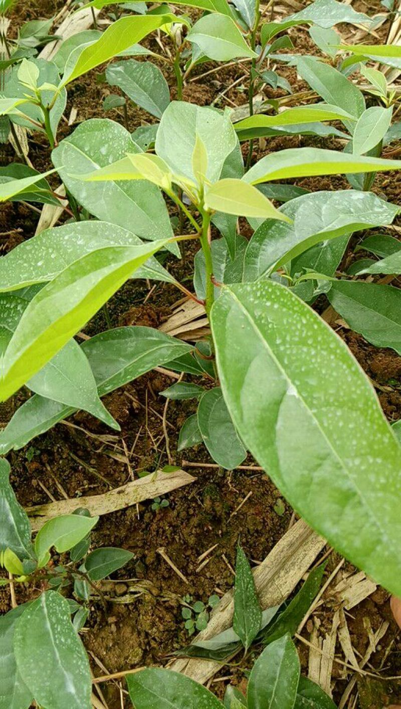 樟树苗10~20cm