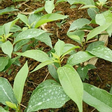 樟树苗10~20cm