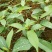 樟树苗10~20cm