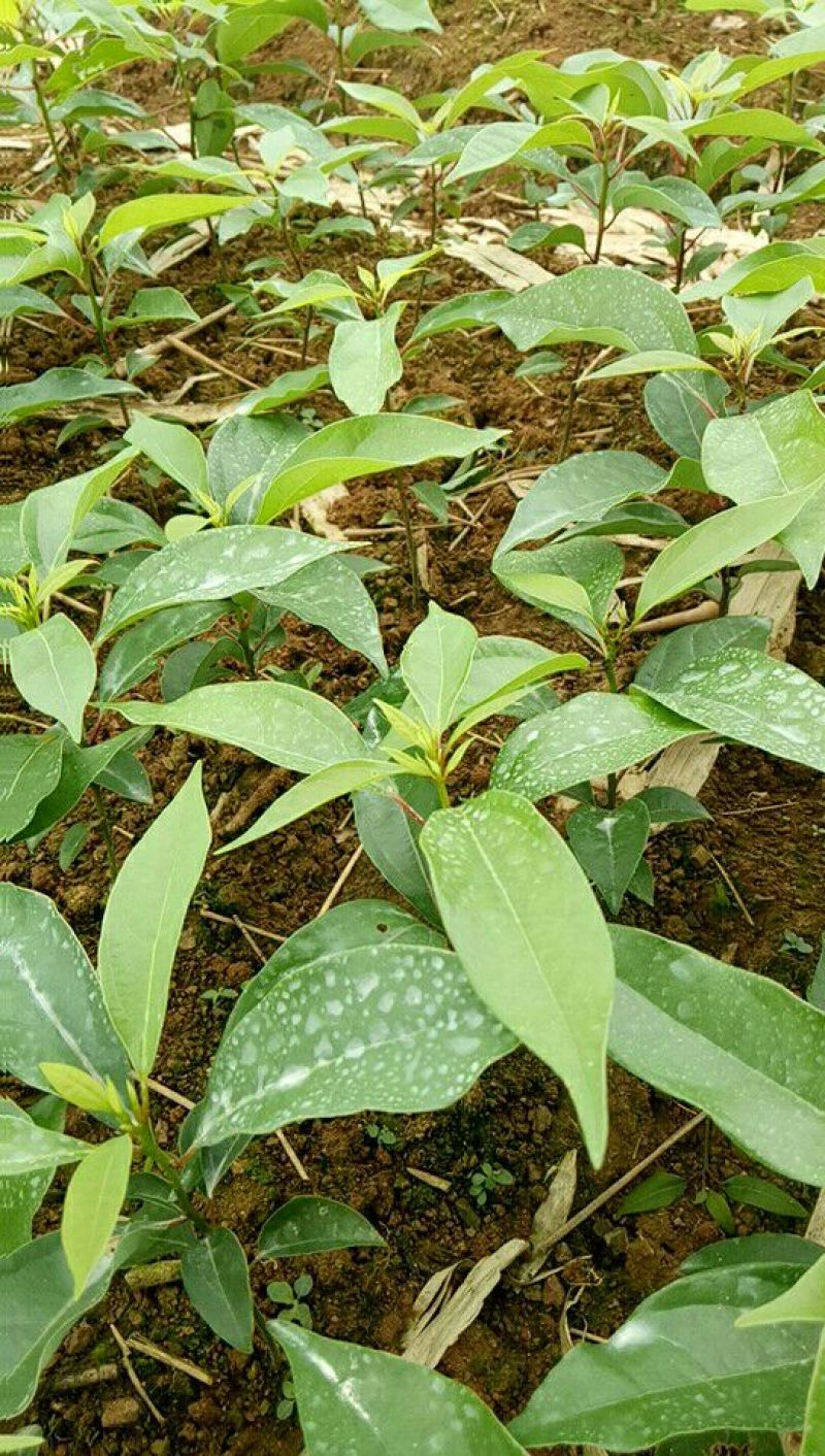樟树苗10~20cm