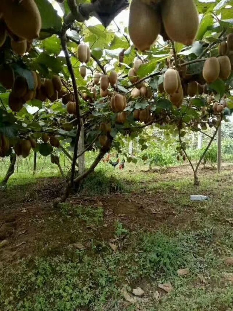 米良一号猕猴桃
