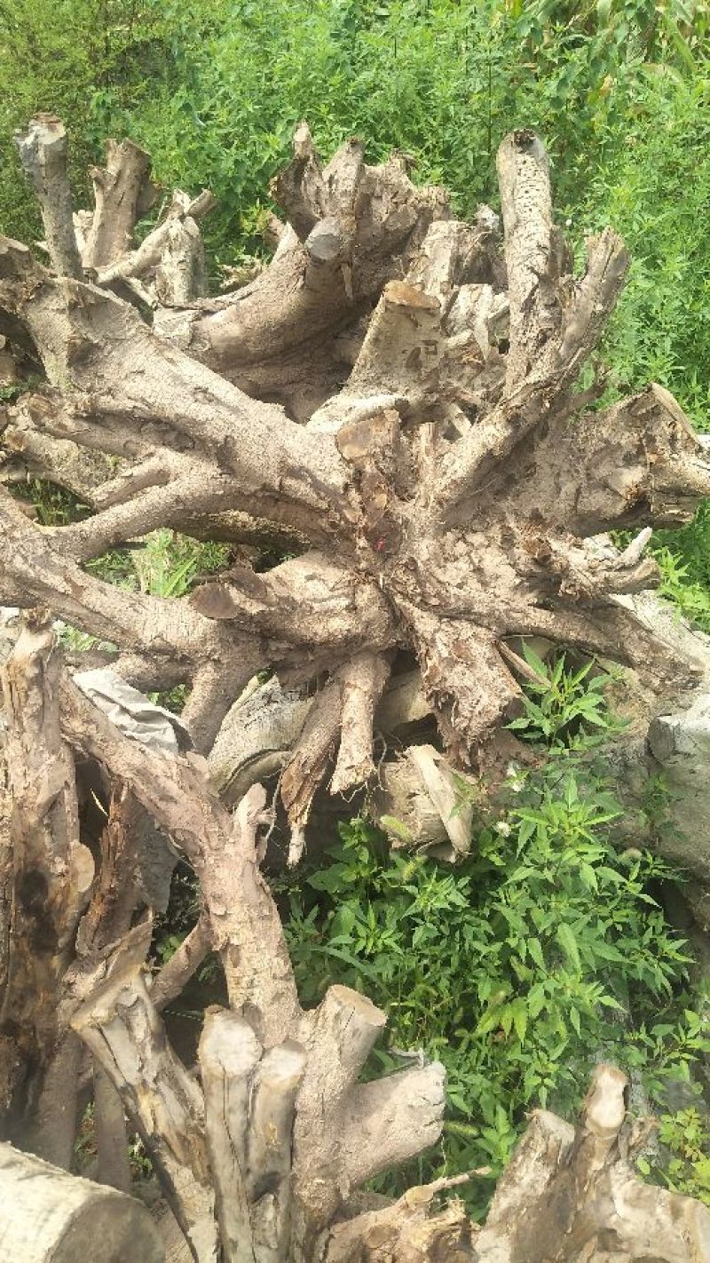 桢楠树兜