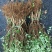 金银花苗