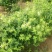 金银花苗