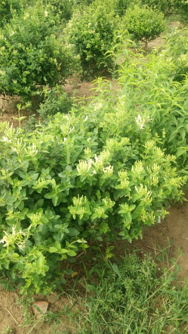 金银花苗