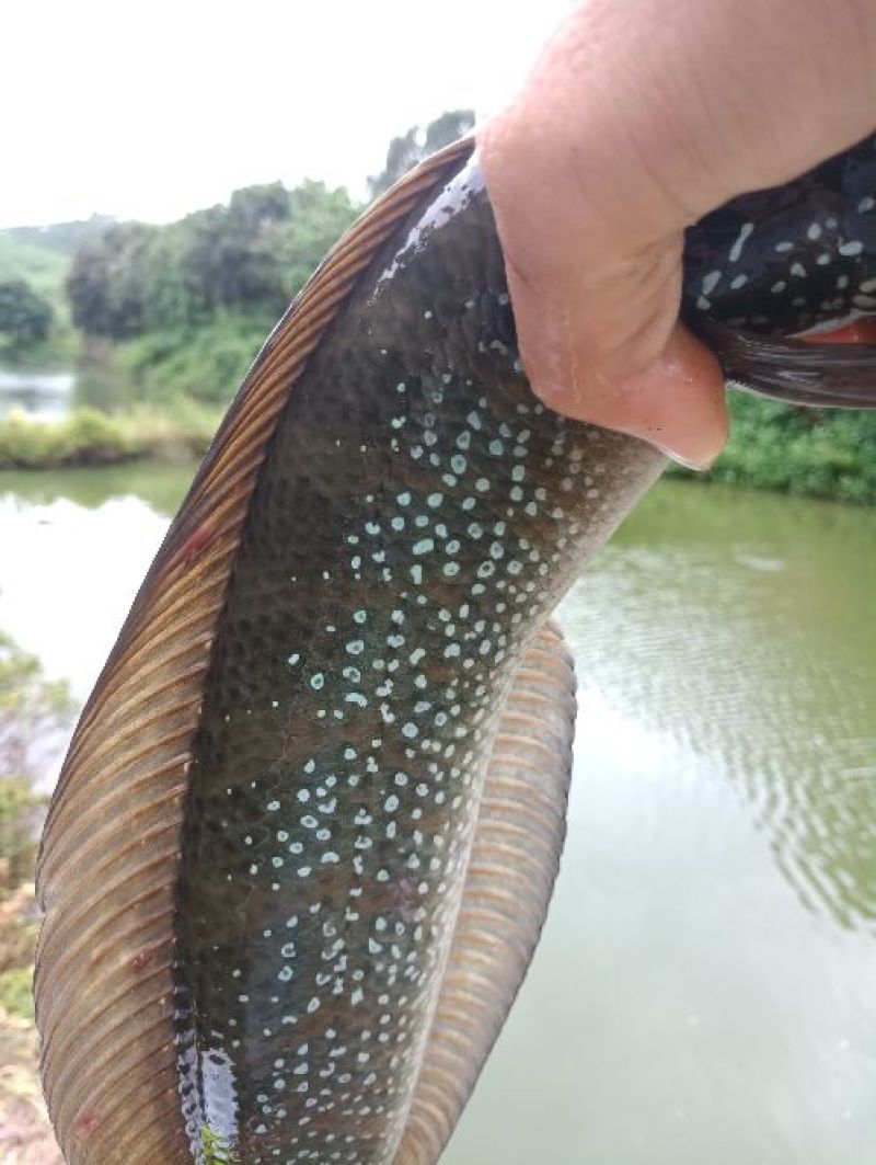 月鳢，七星鱼肉感好，质量非常好，原生态养殖，拉回去可饲养