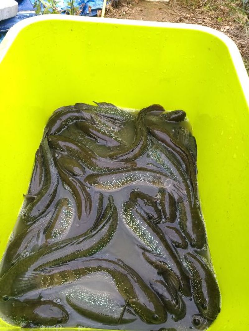 月鳢，七星鱼肉感好，质量非常好，原生态养殖，拉回去可饲养